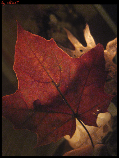 f_2653306.jpg