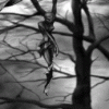  (100x100, 11Kb)