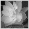  (100x100, 14Kb)