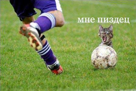 cat.jpg (447x300, 21Kb)