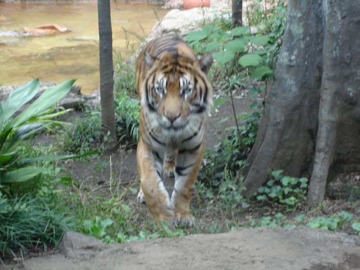 DSC00524.JPG (700x525, 87Kb)