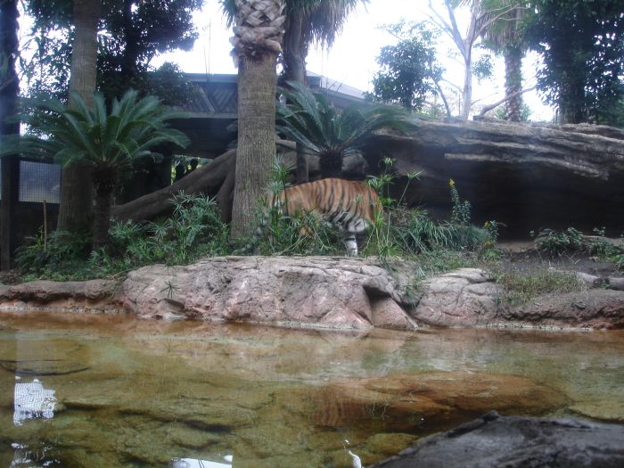 DSC00530.JPG (700x525, 101Kb)