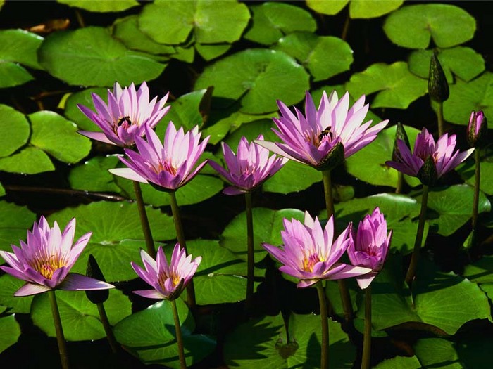 Water lilies.jpg (700x525, 115Kb)