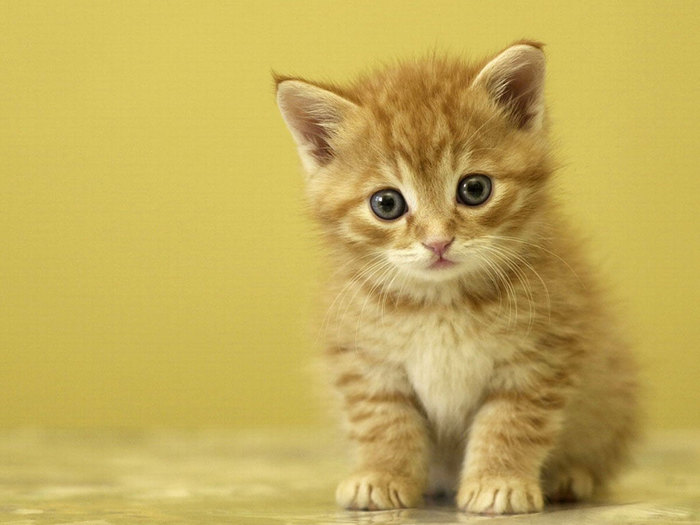 img-c54ba.jpg (700x525, 55Kb)