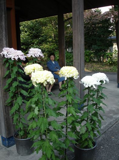 DSC00563.JPG (393x525, 71Kb)