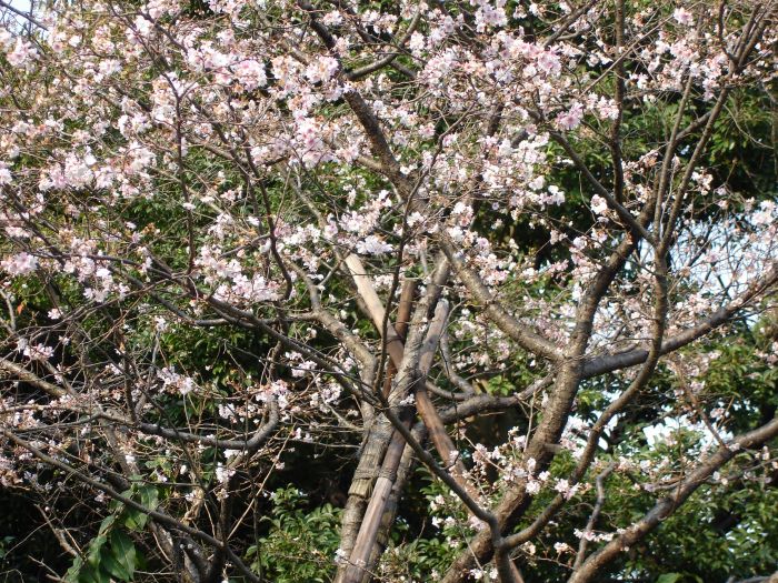 DSC00565.JPG (700x525, 185Kb)