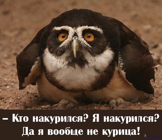 sova.jpg (530x460, 61Kb)