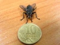 th_IMG_5641_net.jpg (200x150, 5Kb)