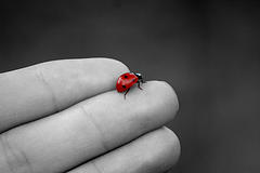lady bug.jpg (240x160, 3Kb)