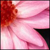 th_c7ef148d.jpg (100x100, 30Kb)