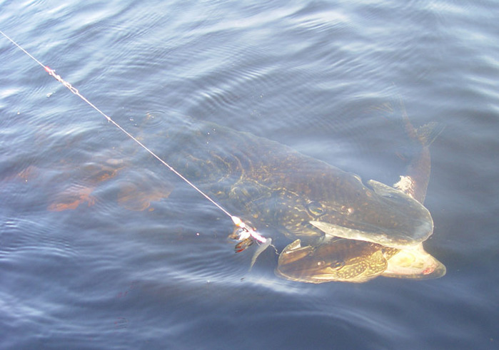 northernpike.jpg (699x491, 102Kb)