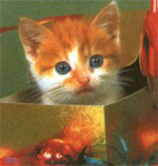cat4_m.jpg (143x150, 11Kb)