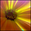 u22_2268.gif (100x100, 8Kb)