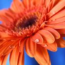 21296-128.jpg (128x128, 4Kb)