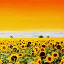 21297-128.jpg (128x128, 6Kb)