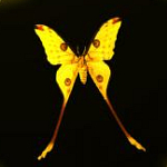 23671-320.jpg (150x150, 20Kb)