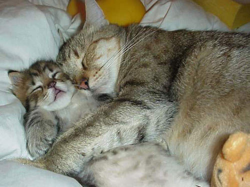 catz.jpg (500x375, 41Kb)