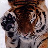 766325_383677.jpg (100x100, 6Kb)