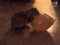 zaec.gif (120x90, 112Kb)