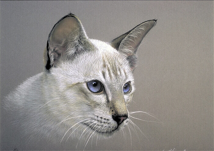 CAT.JPG (700x492, 193Kb)