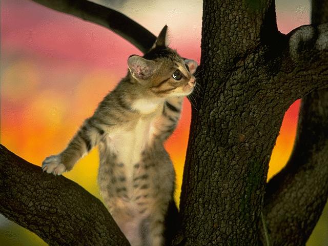 CAT_0037.JPG (640x480, 50Kb)