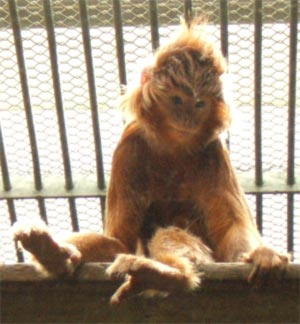 obz.jpg (300x324, 21Kb)