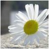 f_1044317.jpg (100x100, 9Kb)