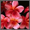 flower_hot_bases18.jpeg (100x100, 5Kb)