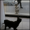IMG_0007.gif (100x100, 8Kb)