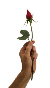67629_flower0019.jpg (213x369, 5Kb)