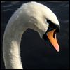 lebedi2_mittel.gif (100x100, 7Kb)