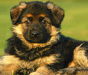 animal_012.jpg (128x110, 21Kb)