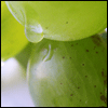 weintrauben1_mittel.gif (100x100, 8Kb)