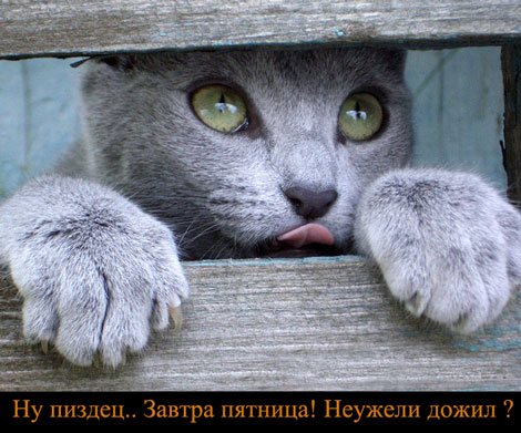 4550751.jpg (470x391, 60Kb)