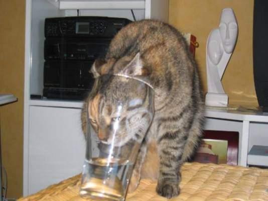   .jpg (534x400, 25Kb)
