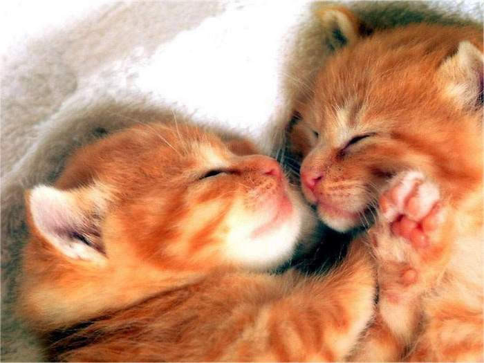 133-1024.JPG (700x525, 41Kb)