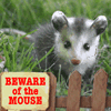mouse.gif (100x100, 26Kb)