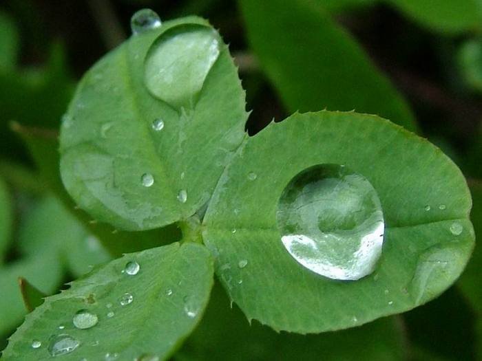 big-rain-drops-on-green-leaves.jpg (700x525, 36Kb)