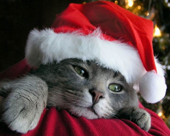 newyear167.jpg (700x560, 63Kb)