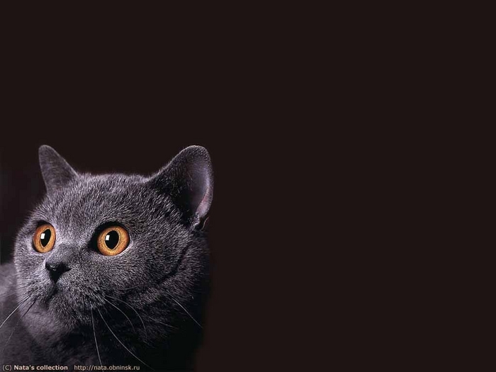 kot.JPG (700x525, 78Kb)