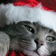 cat1q.gif (110x110, 21Kb)