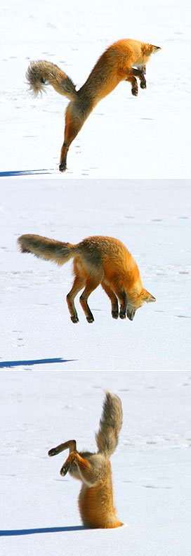 funnyfox.jpg (272x791, 44Kb)