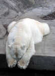 780186_533527.jpg (109x150, 14Kb)