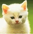 4662764_4659850_870601_723614.gif (138x141, 15Kb)