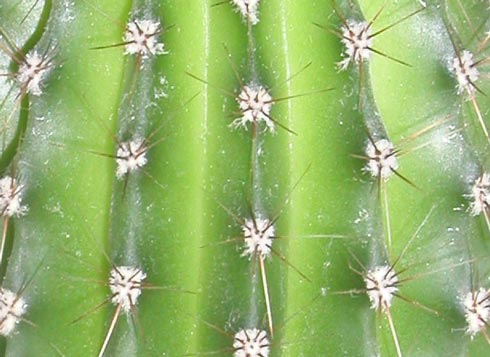 kaktus.jpg (490x357, 36Kb)