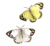 323575_2410059.gif (163x149, 20Kb)