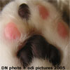 cat_paw.jpg (100x100, 3Kb)