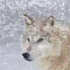 4633534_av86277sj.gif (100x100, 46Kb)