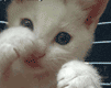 19ry.gif (101x80, 17Kb)