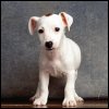 puppies5.jpg (100x100, 3Kb)